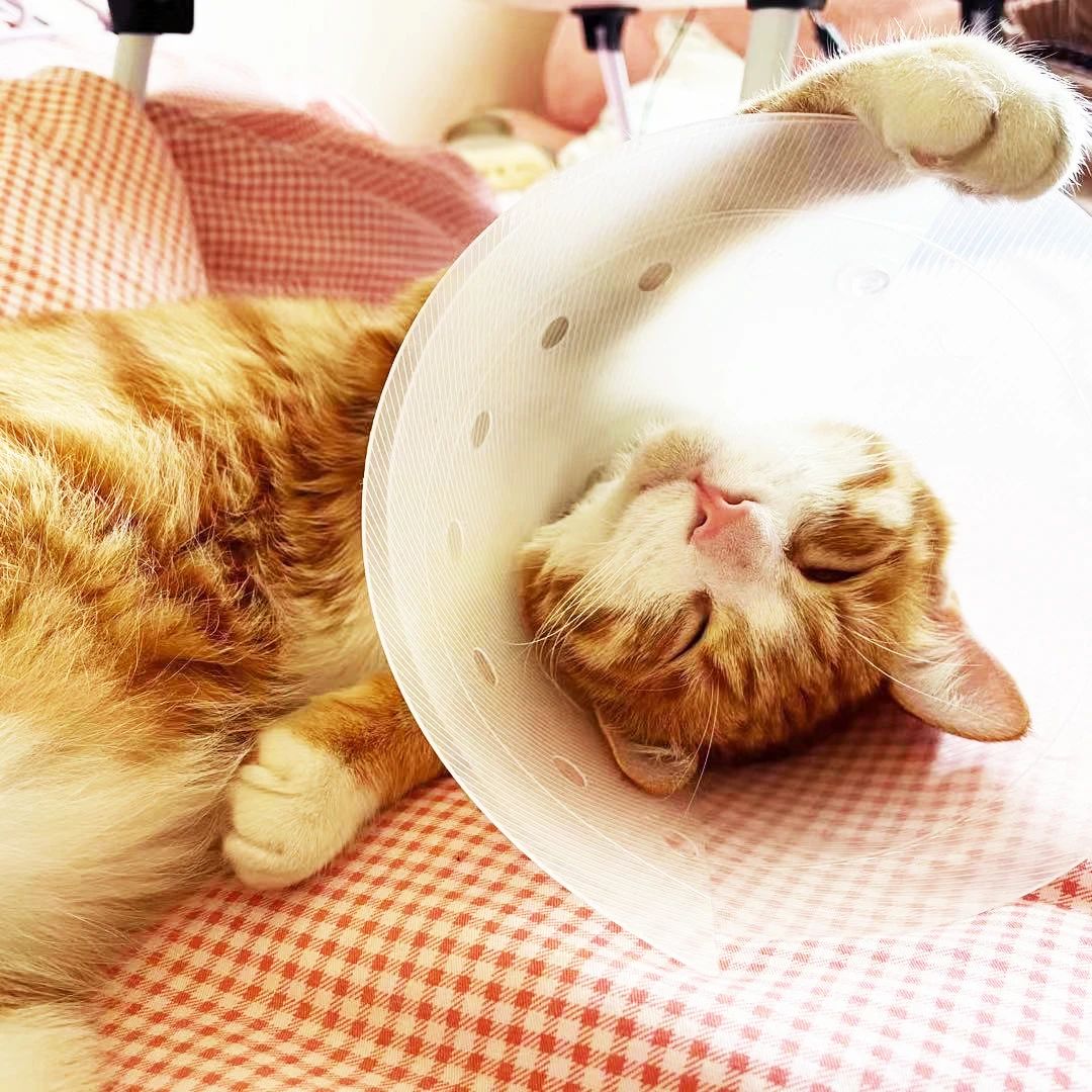 1687151917806797.jpeg DM_20230619131225_022.JPEG