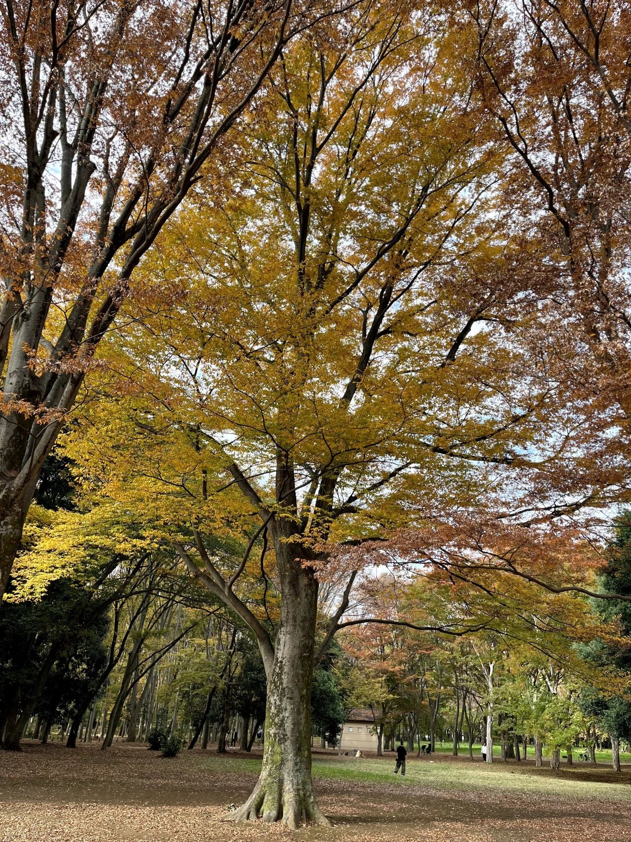 1701837515572859.jpeg DM_20231206123642_003.JPEG