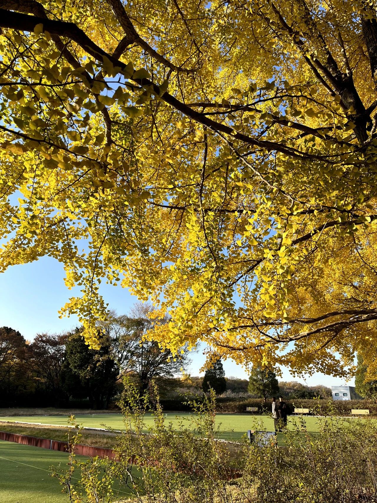 1701837533330356.jpeg DM_20231206123642_005.JPEG