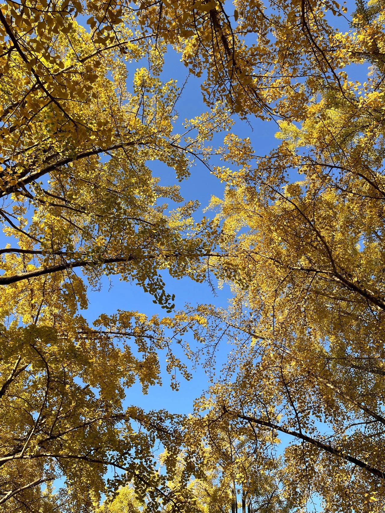 1701837552411878.jpeg DM_20231206123642_007.JPEG