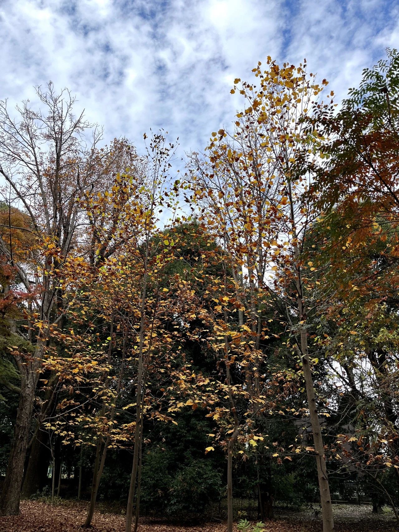 1701837597919163.jpeg DM_20231206123642_011.JPEG